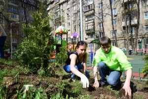Высадка растений в рамках программы "1000000 деревье" во дворе дома по адресу Гольяновский проезд, 4а